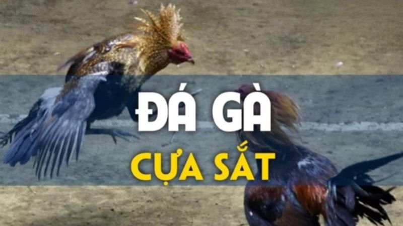 Trải nghiệm chân thực khi tham gia dá gà cựa sắt tại HB88