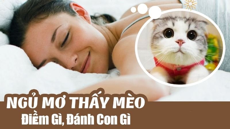 Mơ Thấy Mèo Đánh Con Gì Tại HB88 Để May Mắn Chiến Thắng?